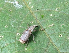 Ancylotropis waterhousei