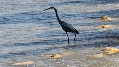 Egretta gularis