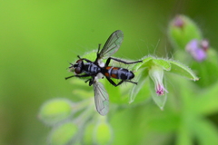 Cylindromyia pusilla