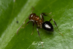 Prolasius convexus