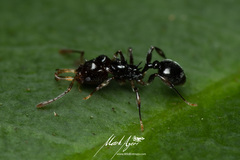 Orectognathus phyllobates