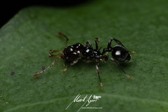 Orectognathus phyllobates