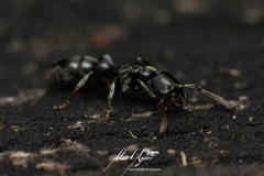 Platythyrea parallela