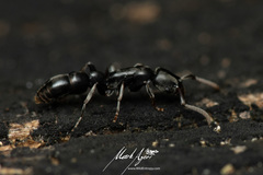 Platythyrea parallela