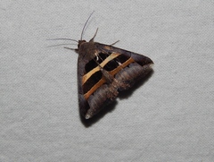 Grammodes congenita