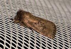 Bathytricha aethalion