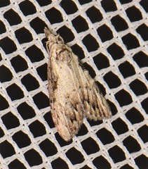 Nola pleurochorda