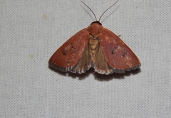 Plecoptera sarcistis