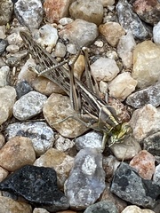 Schistocerca gregaria flaviventris