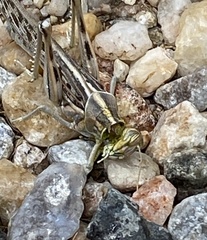 Schistocerca gregaria flaviventris