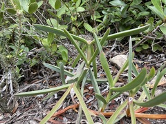 Carpobrotus muirii