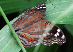 Junonia natalica natalica