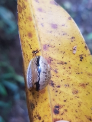 Nitor pudibundus