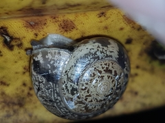Nitor pudibundus