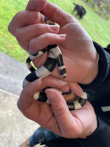 Eastern Bandy Bandy sighting