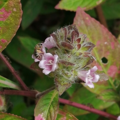 Lasioglossum deliense