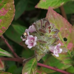 Lasioglossum deliense