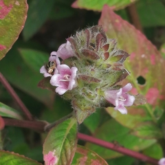 Lasioglossum deliense