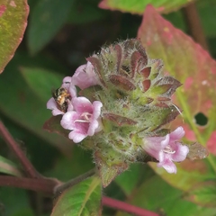 Lasioglossum deliense