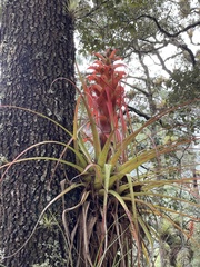 Tillandsia carlos-hankii