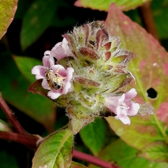 Lasioglossum deliense