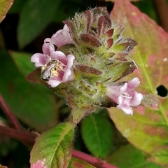 Lasioglossum deliense
