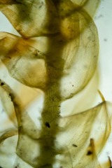 Hygrohypnella ochracea