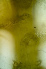 Hygrohypnella ochracea