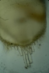 Hygrohypnella ochracea