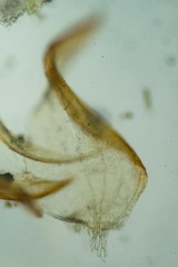 Hygrohypnella ochracea