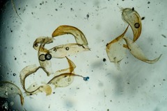 Hygrohypnella ochracea