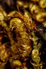 Hygrohypnella ochracea