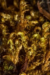 Hygrohypnella ochracea