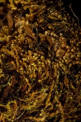 Hygrohypnella ochracea