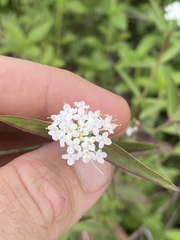 Pimelea cornucopiae