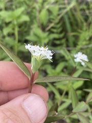 Pimelea cornucopiae