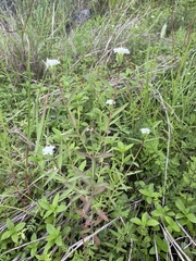 Pimelea cornucopiae