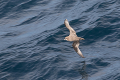 Pterodroma macroptera