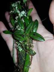 Bulbophyllum shepherdii