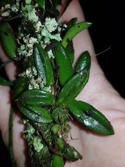 Bulbophyllum shepherdii