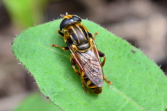 Merodon avidus