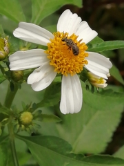 Lasioglossum deliense
