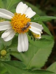 Lasioglossum deliense