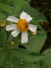 Lasioglossum deliense