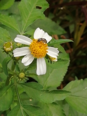 Lasioglossum deliense