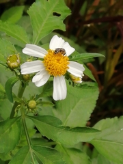 Lasioglossum deliense