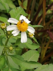 Lasioglossum deliense