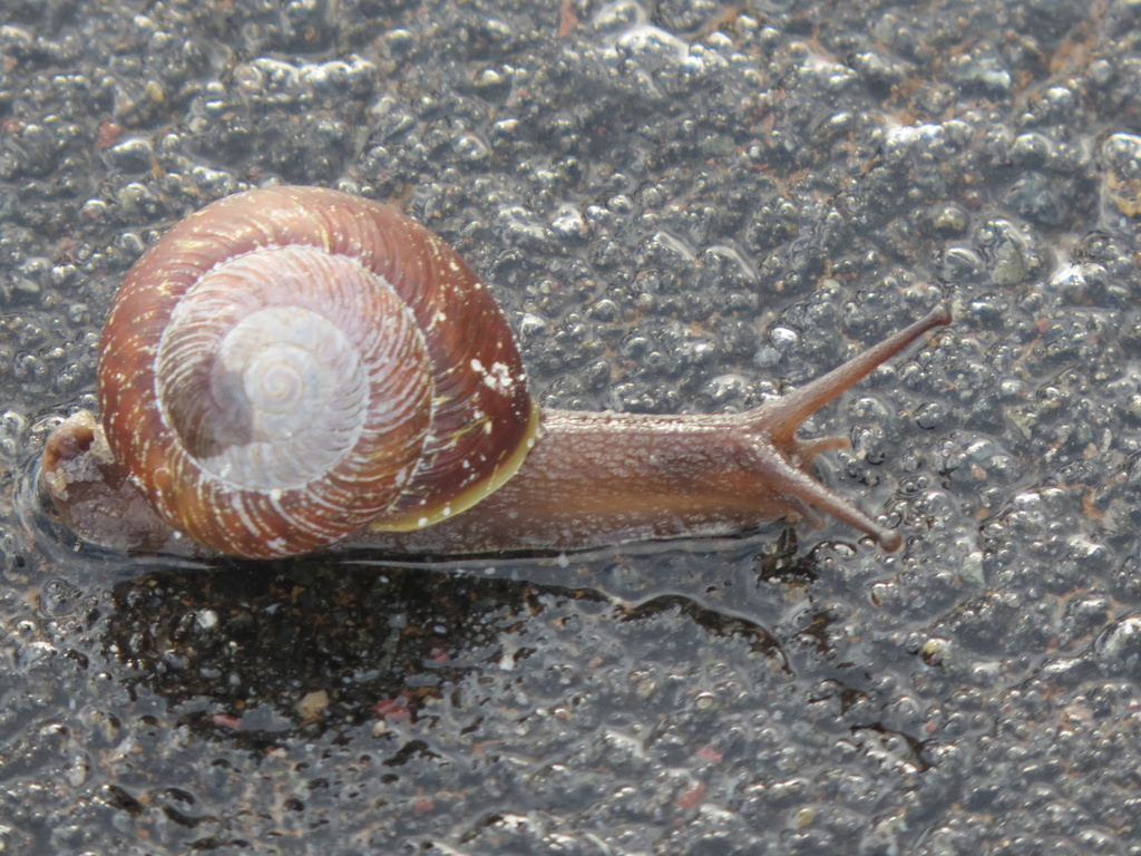Cumberland plain land snail