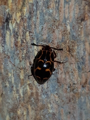 Episcaphula tamburinea