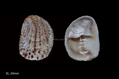 Bostrycapulus gravispinosus